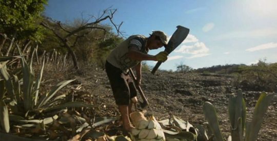 El maravilloso agave cocui (Prximo estreno)