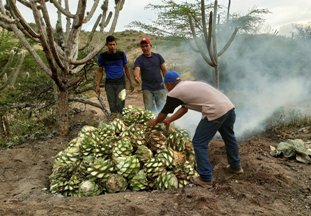 El maravilloso agave cocui (Prximo estreno)