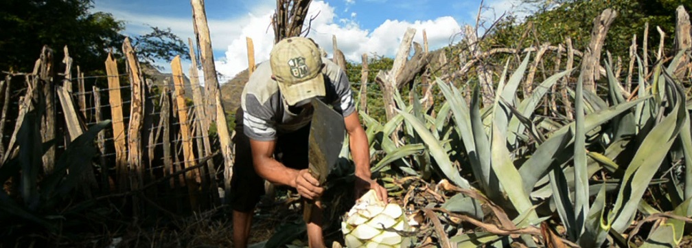 El maravilloso agave cocui (Prximo estreno)